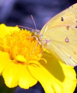 Roots Plants Perennials Gaillardia 'Mesa Yellow'