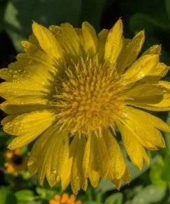 Roots Plants Perennials Gaillardia 'Mesa Yellow'