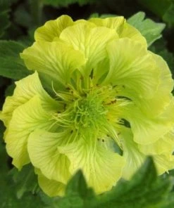 Roots Plants Geum 'Banana Daquiri'
