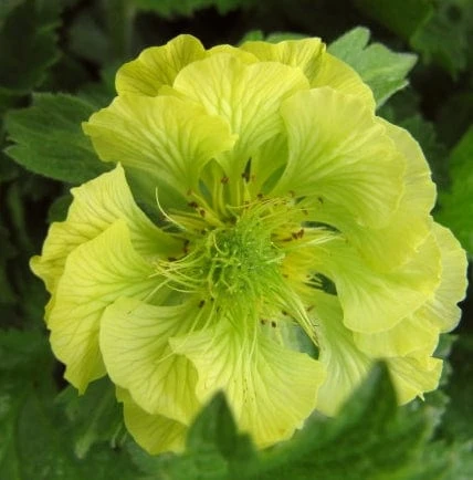 Roots Plants Geum 'Banana Daquiri' 4 Roots Plants Geum 'Banana Daquiri'