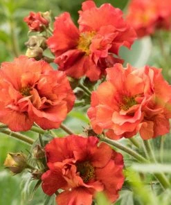 Roots Plants Geum 'Scarlet Tempest'