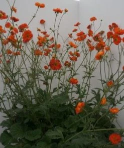 Roots Plants Geum 'Scarlet Tempest'