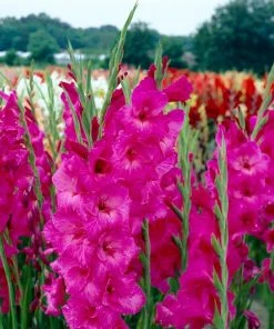 Roots Plants Perennials Gladioli 'Fidelio'