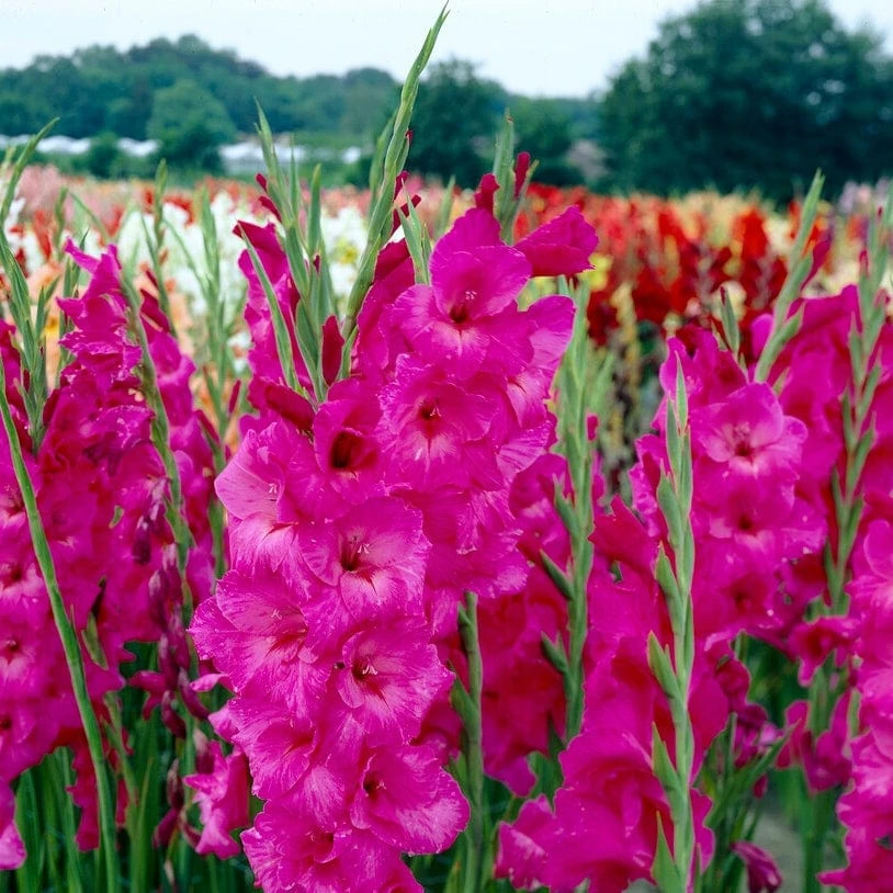Roots Plants Perennials Gladioli 'Fidelio' 4 Roots Plants Perennials Gladioli 'Fidelio'