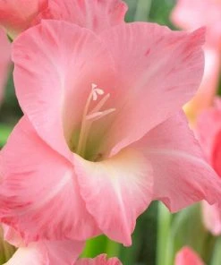 Roots Plants Gladioli 'Rose Supreme' Perennials
