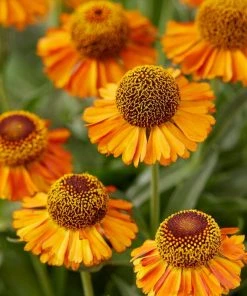 Roots Plants Helenium 'Short N Sassy'