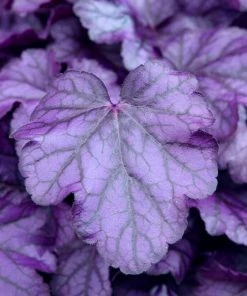 Roots Plants Perennials Heuchera 'Wildberry'
