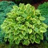 Roots Plants Hosta 'Gold Tiara'