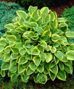 Roots Plants Hosta 'Gold Tiara'