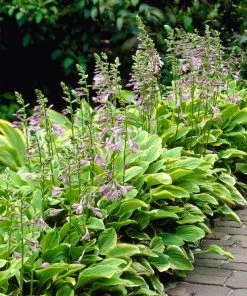 Roots Plants Hosta 'Gold Tiara'