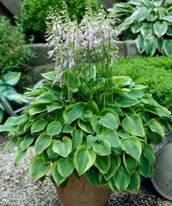 Roots Plants Hosta 'Gold Tiara'