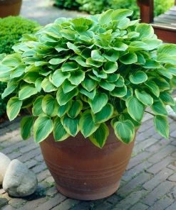 Roots Plants Hosta 'Gold Tiara'