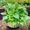 Roots Plants Hosta 'Royal Standard' Perennials