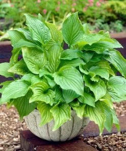 Roots Plants Hosta 'Royal Standard' Perennials