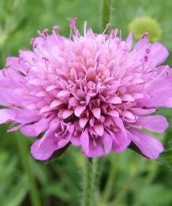 Roots Plants Perennials Knautia 'Melton Pastels' 7 Roots Plants Perennials Knautia 'Melton Pastels'