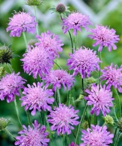 Roots Plants Perennials Knautia 'Melton Pastels'
