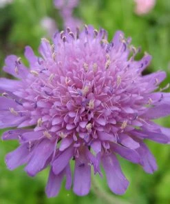 Roots Plants Perennials Knautia 'Melton Pastels'
