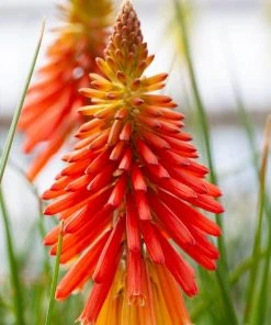 Roots Plants Kniphofia 'Papaya Popsicle' Perennials