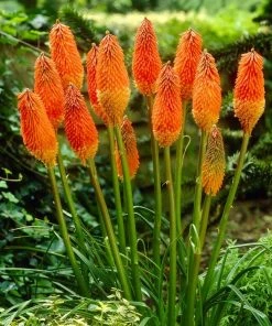 Roots Plants Kniphofia 'Pyromania Orange Blaze' Perennials