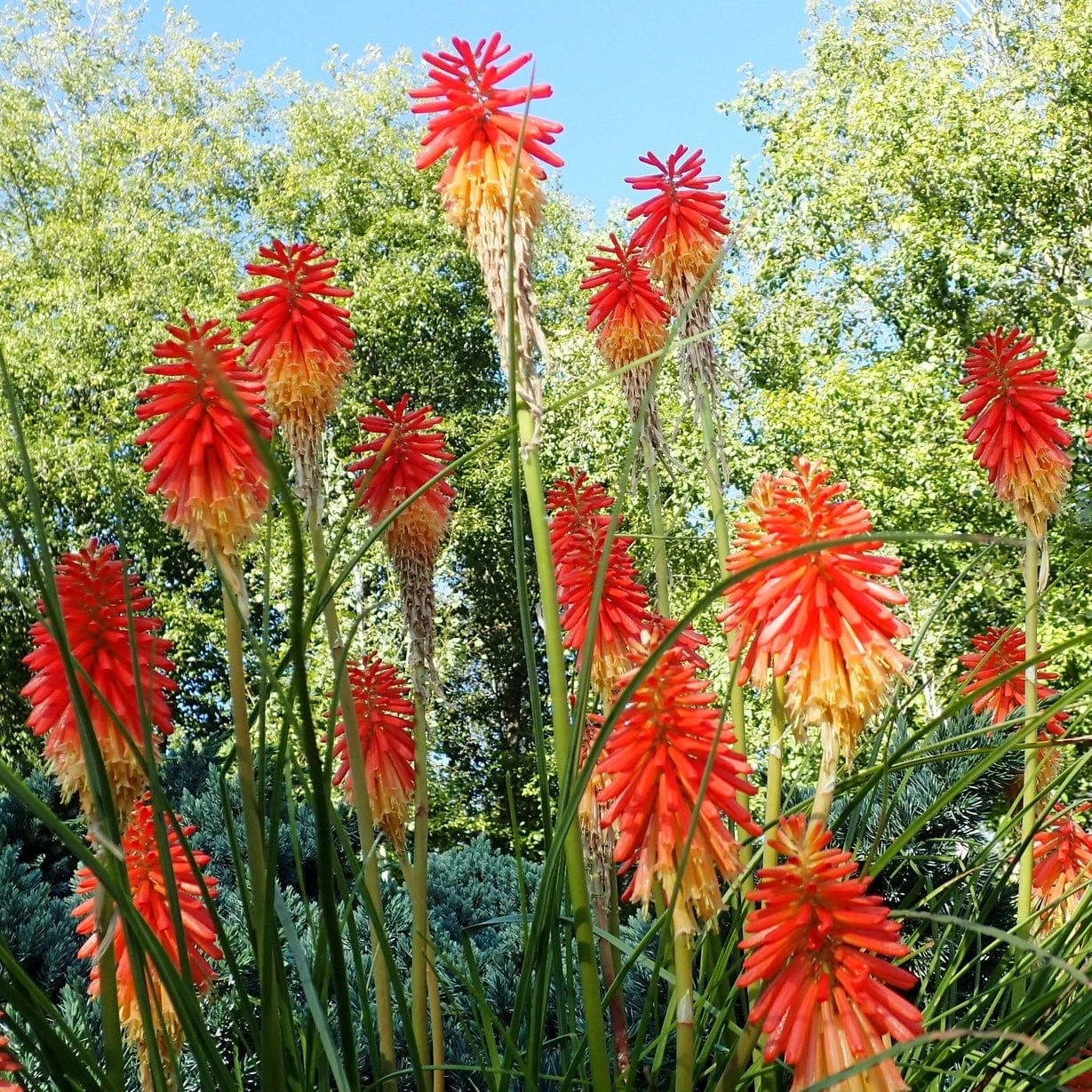 Roots Plants Perennials Kniphofia 'Pyromania Rocket's Red Glare' 6 Roots Plants Perennials Kniphofia 'Pyromania Rocket's Red Glare'
