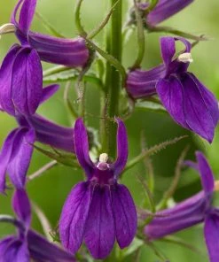 Roots Plants Lobelia'Starship Blue'
