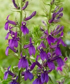 Roots Plants Lobelia 'Starship Blue'