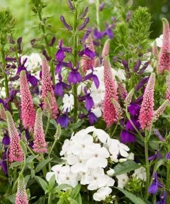 Roots Plants Lobelia 'Starship Blue'