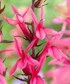 Roots Plants Perennials Lobelia 'Starship Rose'