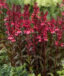 Roots Plants Perennials Lobelia 'Starship Rose'
