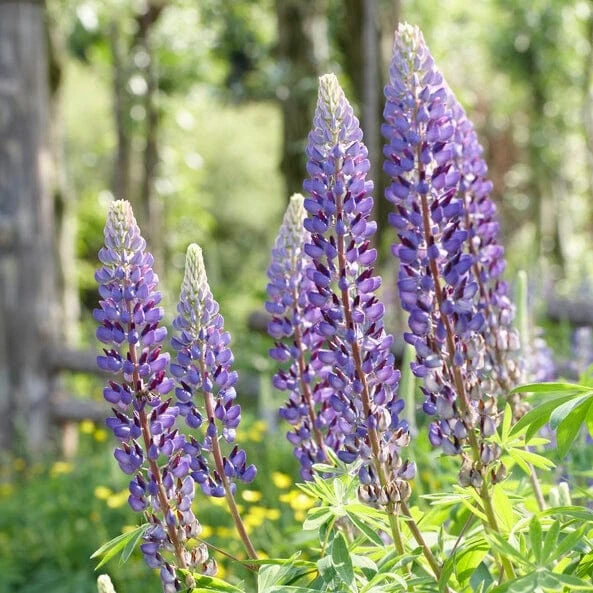Roots Plants Perennials Lupin 'Blue' 3 Roots Plants Perennials Lupin 'Blue'