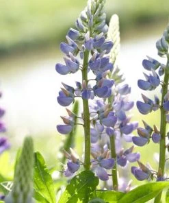 Roots Plants Perennials Lupin 'Blue'