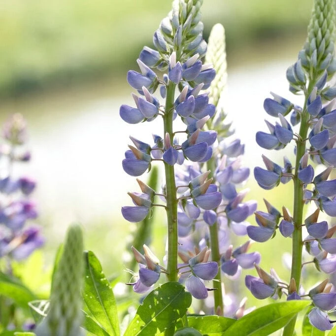 Roots Plants Perennials Lupin 'Blue' 4 Roots Plants Perennials Lupin 'Blue'
