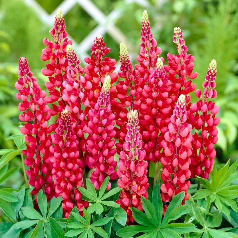 Roots Plants Lupin 'Red' Perennials 3 Roots Plants Lupin 'Red' Perennials