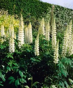 Roots Plants Lupin 'White' Perennials