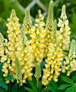 Roots Plants Perennials Lupin 'Yellow'