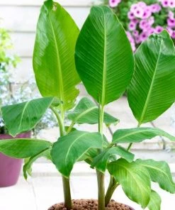 Roots Plants Musa 'basjoo'