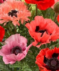 Roots Plants Papaver 'Collection - 6 X 10.5cm Plants'