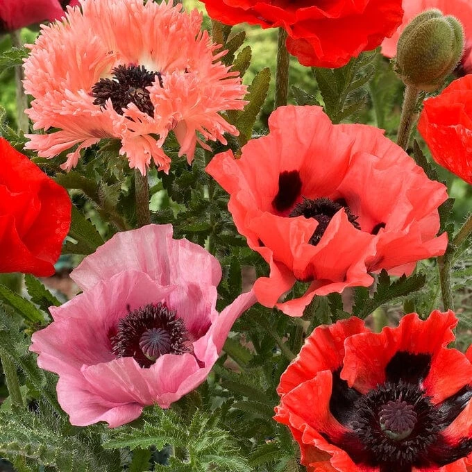 Roots Plants Papaver 'Collection - 6 X 10.5cm Plants' 3 Roots Plants Papaver 'Collection - 6 X 10.5cm Plants'