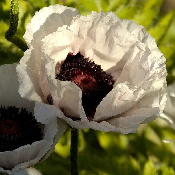Roots Plants Papaver 'Collection - 6 X 10.5cm Plants' 7 Roots Plants Papaver 'Collection - 6 X 10.5cm Plants'