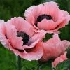 Roots Plants Papaver 'Princess Victoria Louise' 1 Roots Plants Papaver 'Princess Victoria Louise'