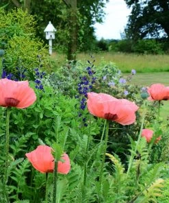 Roots Plants Mixed Flowering Perennial Plants | Extra Value Pack Perennials