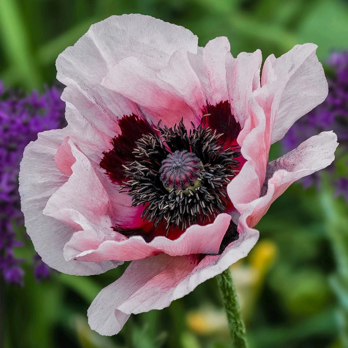 Roots Plants Papaver 'Collection - 6 X 10.5cm Plants' 5 Roots Plants Papaver 'Collection - 6 X 10.5cm Plants'