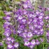 Roots Plants Perennials Penstemon 'Pensham Czar' 1 Roots Plants Perennials Penstemon 'Pensham Czar'