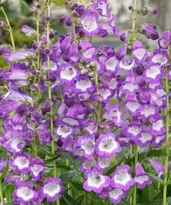 Roots Plants Perennials Penstemon 'Pensham Czar'