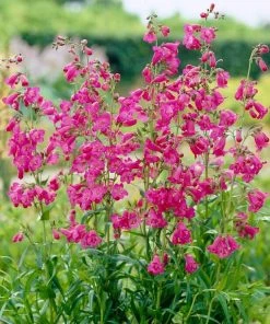 Roots Plants Penstemon 'Pensham Just Jayne' Perennials