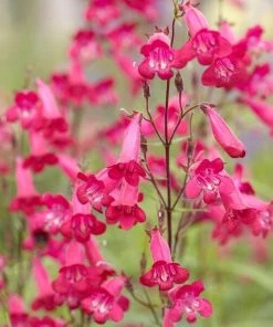 Roots Plants Penstemon 'Pensham Just Jayne' Perennials