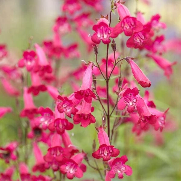 Roots Plants Penstemon 'Pensham Just Jayne' Perennials 4 Roots Plants Penstemon 'Pensham Just Jayne' Perennials