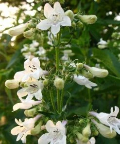 Roots Plants Penstemon 'Pensham Wedding Day' Perennials