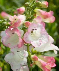 Roots Plants Penstemon 'Phoenix Appleblossom' Perennials