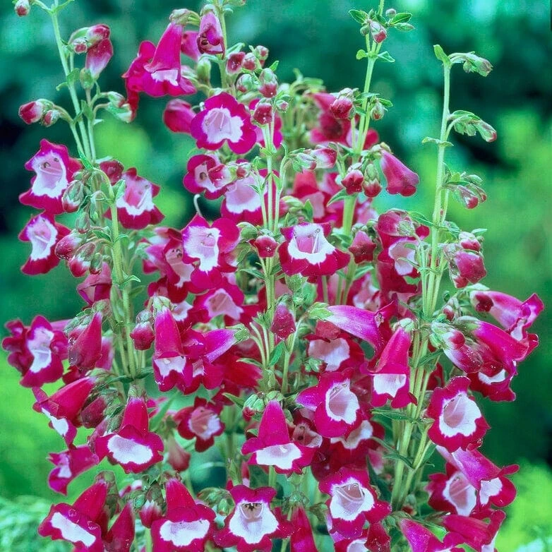 Roots Plants Penstemon 'Phoenix Magenta' 4 Roots Plants Penstemon 'Phoenix Magenta'